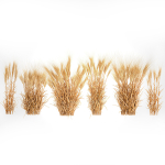 Bushes of dry ears of wheat for landscape design 1207