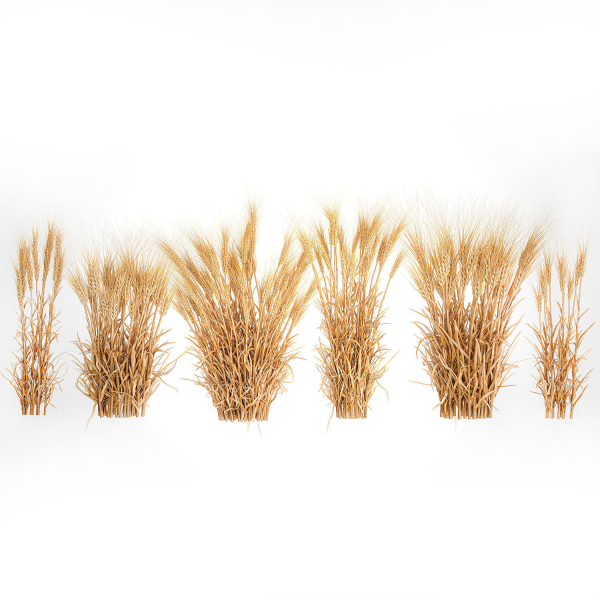 Bushes of dry ears of wheat for landscape design 1207