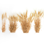 Bushes of dry ears of wheat for landscape design 1207