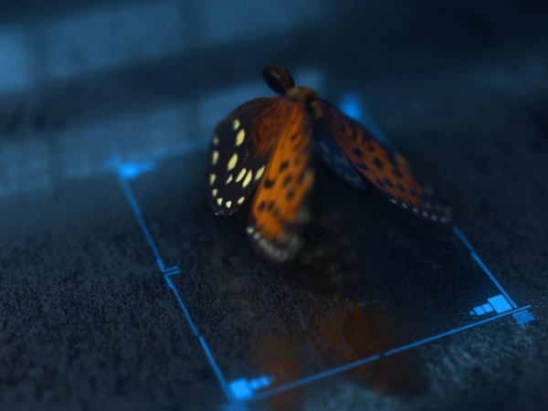 Butterfly