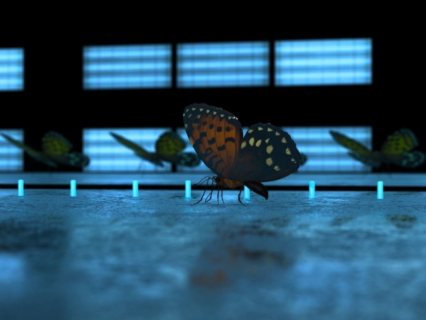 Butterfly