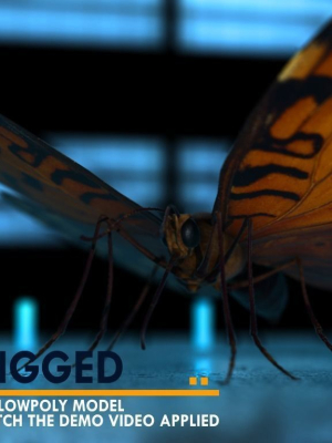 Butterfly