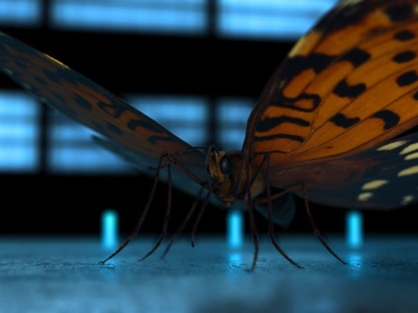 Butterfly