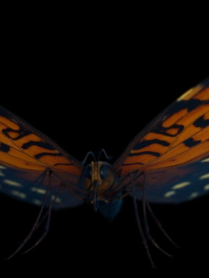 butterfly-3d-model-f3da9d8866