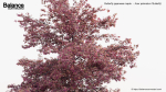 Butterfly japanese maple Acer palmatum Butterfly 3D Model