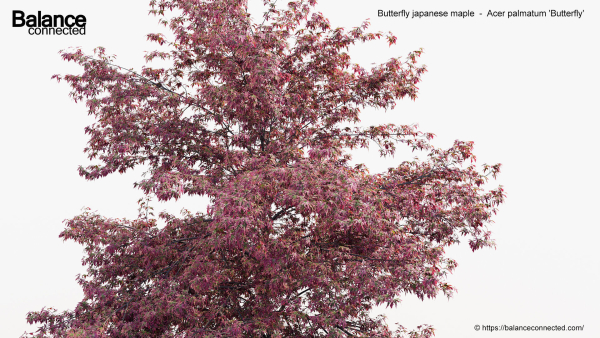 Butterfly japanese maple Acer palmatum Butterfly 3D Model