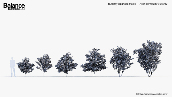 Butterfly japanese maple Acer palmatum Butterfly 3D Model