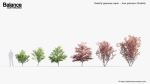 Butterfly japanese maple Acer palmatum Butterfly 3D Model