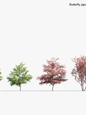 Butterfly japanese maple Acer palmatum Butterfly 3D Model