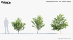 Butterfly japanese maple Acer palmatum Butterfly 3D Model