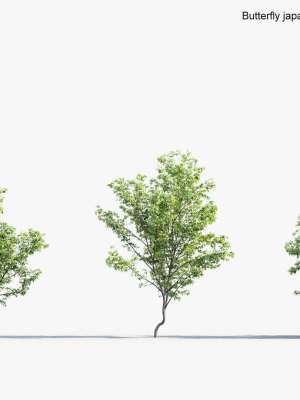 butterfly-japanese-maple-acer-palmatum-butterfly-3d-model-3d-model-67adc82d4e