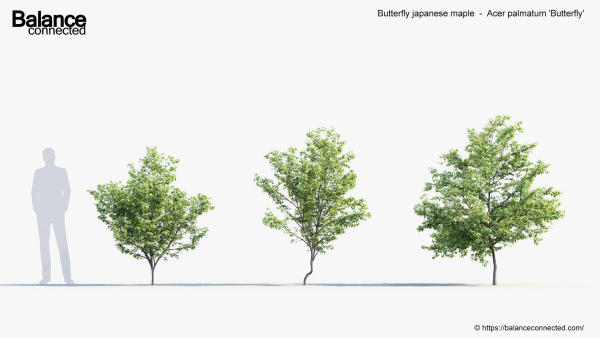 Butterfly japanese maple Acer palmatum Butterfly 3D Model