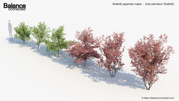 Butterfly japanese maple Acer palmatum Butterfly 3D Model