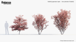 Butterfly japanese maple Acer palmatum Butterfly 3D Model