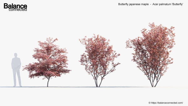 Butterfly japanese maple Acer palmatum Butterfly 3D Model