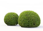 Buxus Globe 01