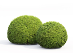 Buxus Globe 01