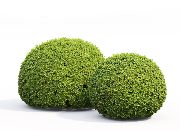 Buxus Globe 01