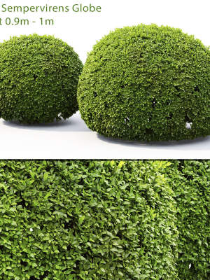 Buxus Globe 01