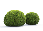 Buxus Globe 01