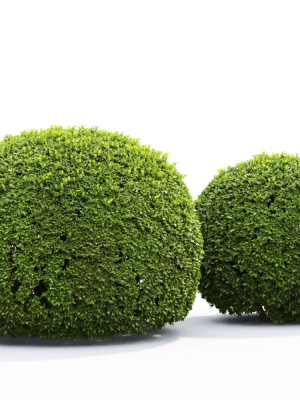 buxus-globe-01-3d-model-eab436c822