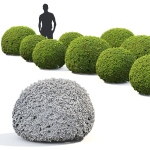 Buxus Globe 01