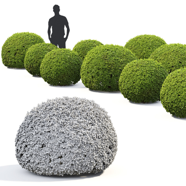 Buxus Globe 01