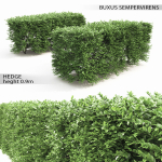Buxus Sempervirens Hedge 01