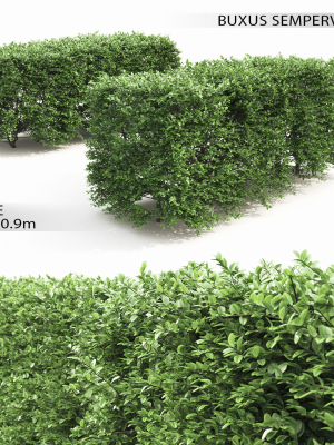 Buxus Sempervirens Hedge 01
