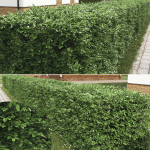Buxus Sempervirens Hedge 01