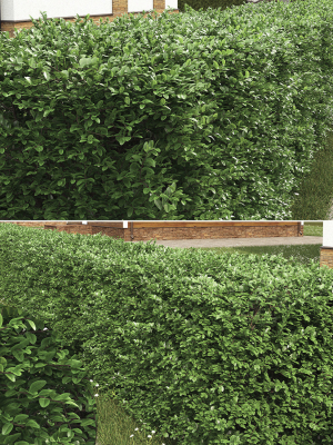 buxus-sempervirens-hedge-01-3d-model-fe8b279baa