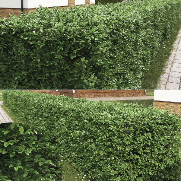 Buxus Sempervirens Hedge 01