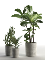 Cactus and Ficus in Pots