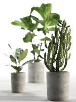 Cactus and Ficus in Pots