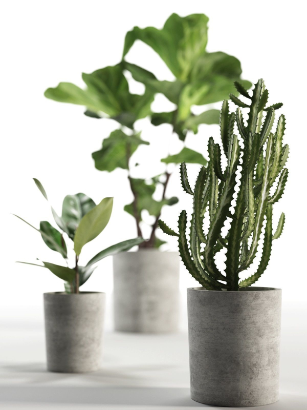 Cactus and Ficus in Pots
