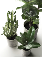 Cactus and Ficus in Pots