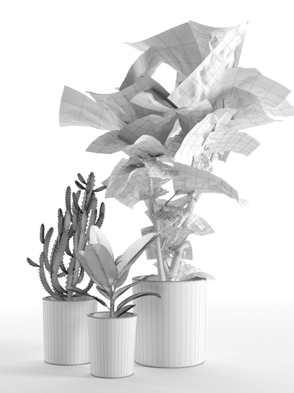 Cactus and Ficus in Pots