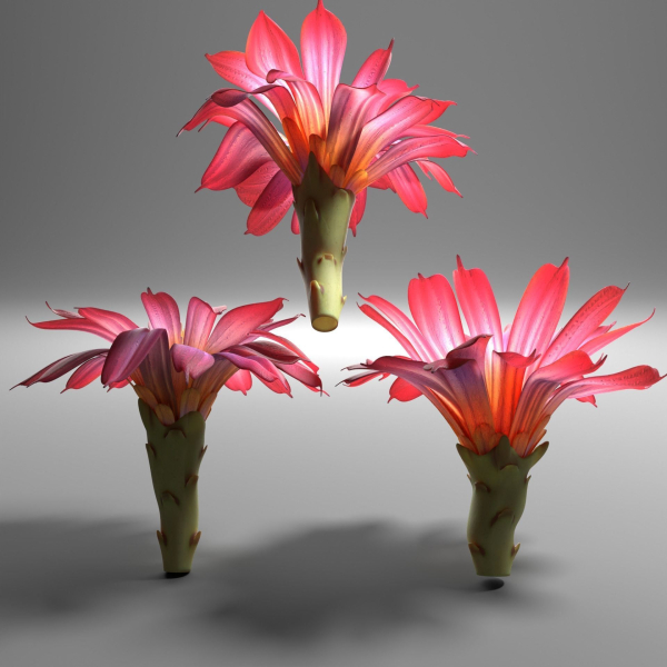 Cactus flower in bloom
