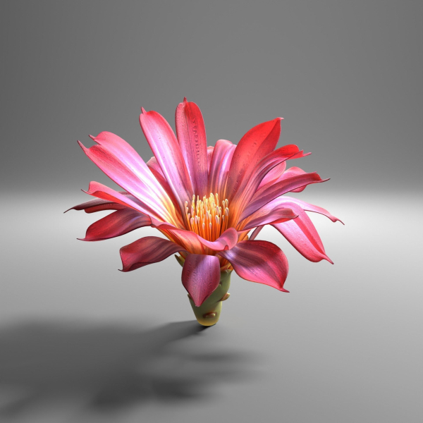 Cactus flower in bloom