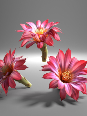 Cactus flower in bloom
