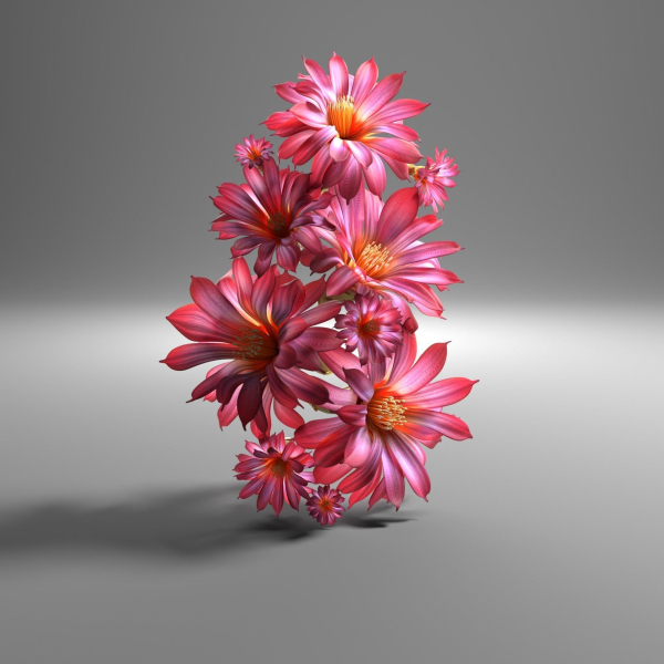 Cactus flower in bloom