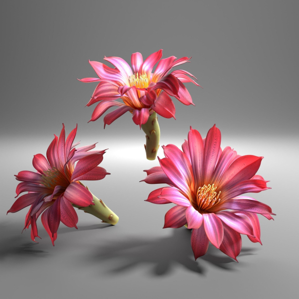 Cactus flower in bloom