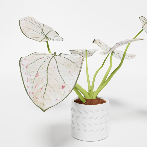 Caladium Strawberry