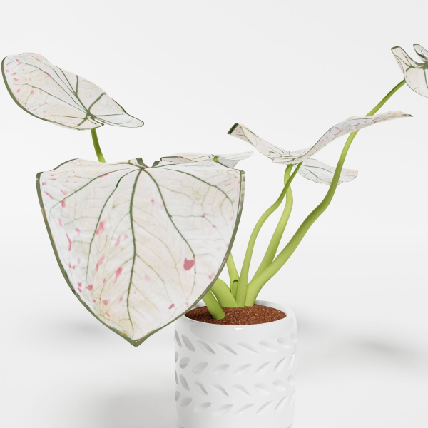 Caladium Strawberry