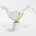 Caladium Strawberry