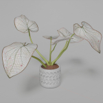 Caladium Strawberry
