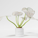 Caladium Strawberry