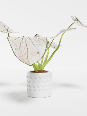 Caladium Strawberry