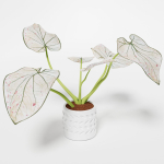 Caladium Strawberry