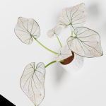 Caladium Strawberry